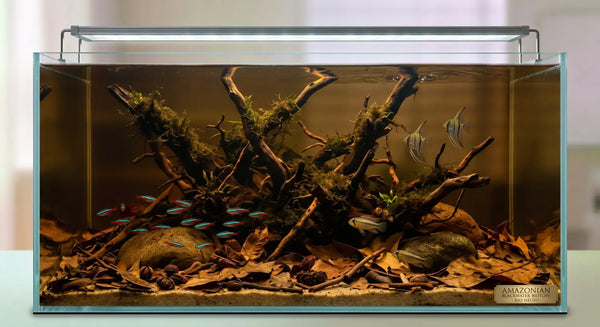 Aquascaping Styles Explained: Dutch Nature Iwagumi and Biotope