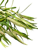 Eustralis Stellata Pot - [AquaticMotiv]