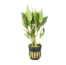 Hygrophila Salcifolia Pot - [AquaticMotiv]