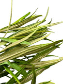 Eustralis Stellata Pot - [AquaticMotiv]