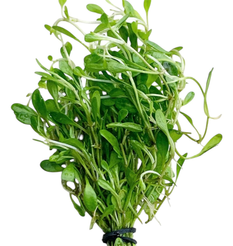 Glossostigma | 6 Bunch Pack
