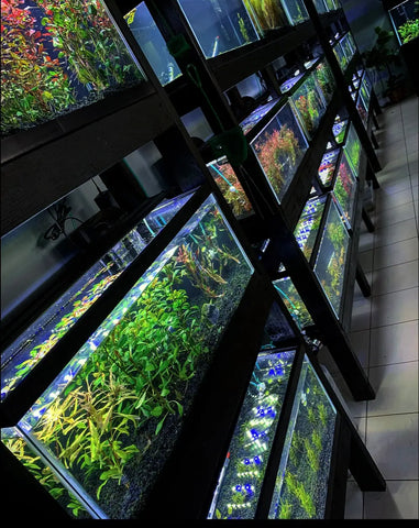 OUR PLANT ROOM