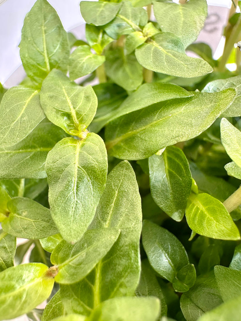Staurogyne Repens Tissue Culture