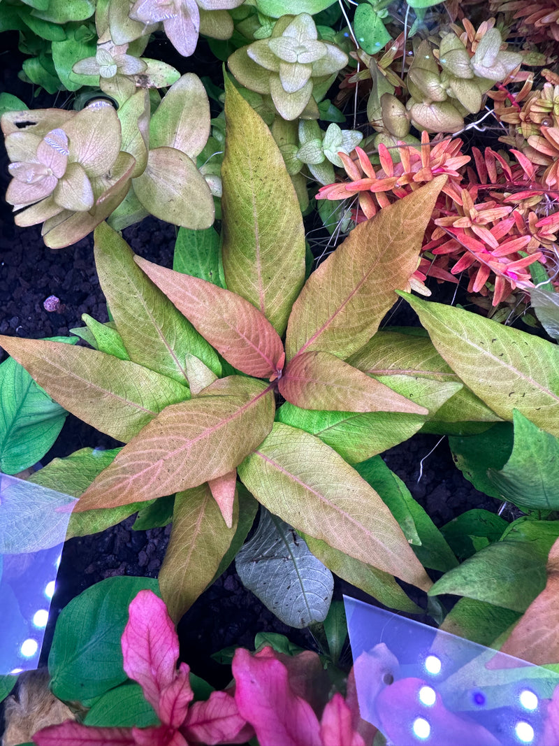 AquaticMotiv® Value bundle - 12 plants