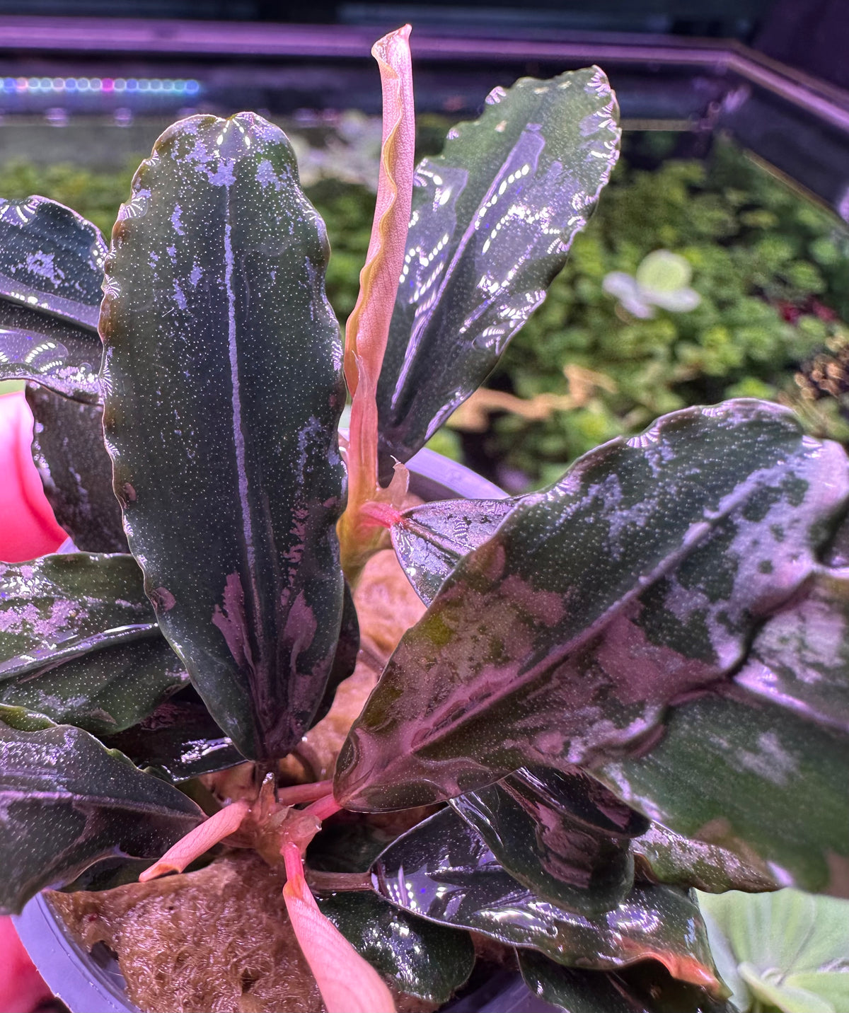 Bucephalandra sp. Rainbow Blue Marble群生株 Bucephalandra Rainbow Marble Aquarium Plant — Buce Plant