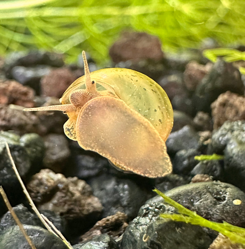 5 Baby American Trapdoor Snails