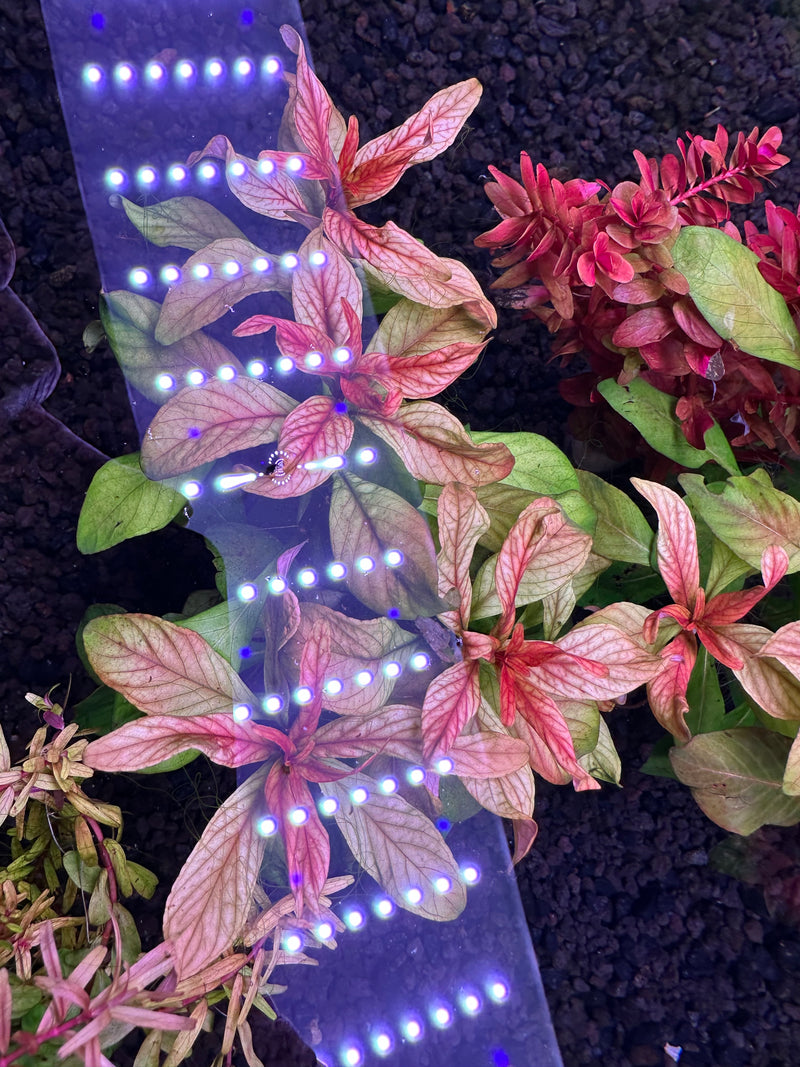 AquaticMotiv® Value bundle - 12 plants