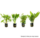 AquaticMotiv® Potted pack - 4 plants - [AquaticMotiv]