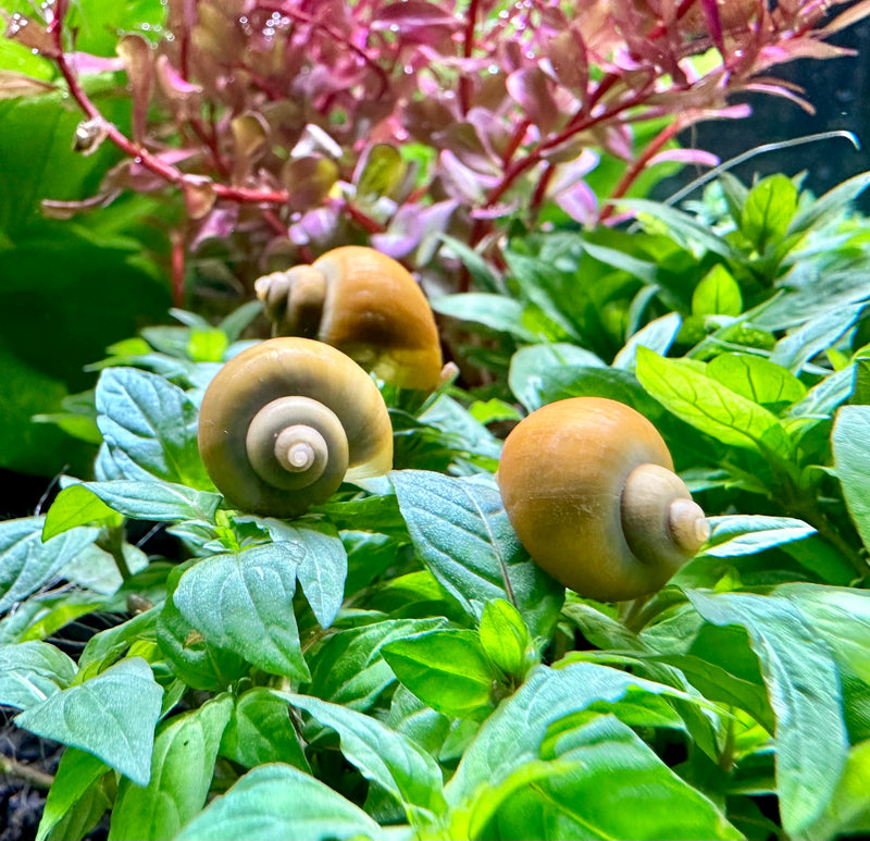 3 Jade Green Mystery Snails (Pomacea Bridgesii) - [AquaticMotiv]