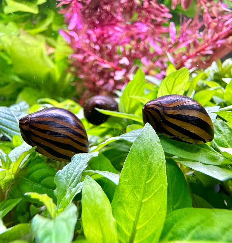 3 Zebra Nerite Snails (NERITINA NATALENSIS) - [AquaticMotiv]