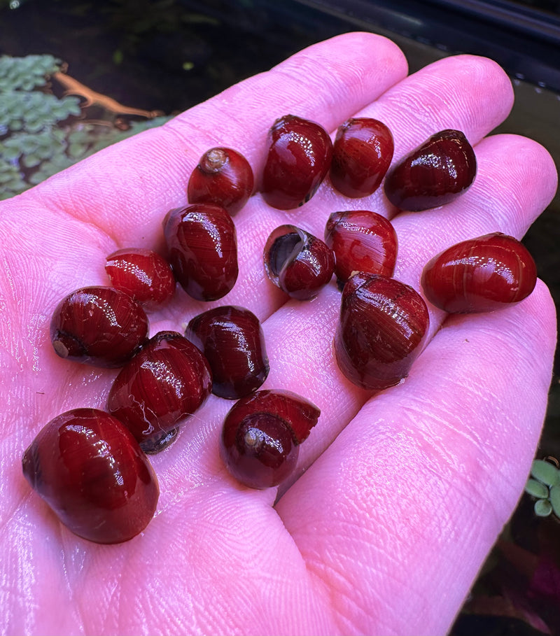 Red Ruby Nerite Snail x2 (Vittina sp.) - [AquaticMotiv]