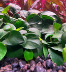 AquaticMotiv® Betta pack - 4 plants - [AquaticMotiv]