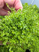 Dwarf Baby Tears (Hemianthus Callitrichoides) Pot - [AquaticMotiv]