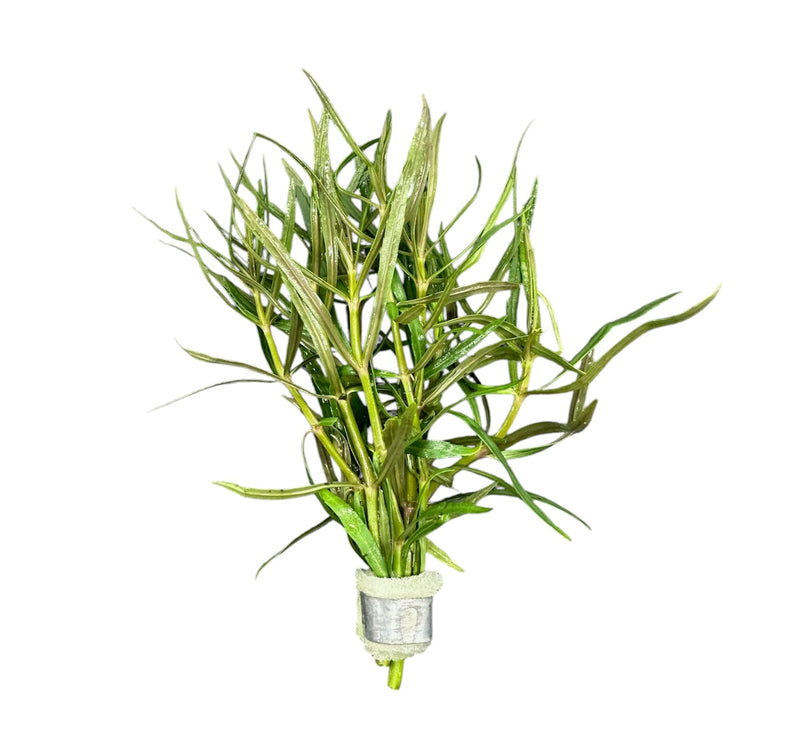 Eustralis Stellata - [AquaticMotiv]