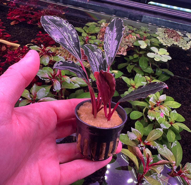 Bucephalandra Pink Lady