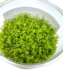 Dwarf Baby Tears Tissue Culture - [AquaticMotiv]