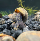 2 Black Panther Snails (Sulcospira testudinaria) - [AquaticMotiv]