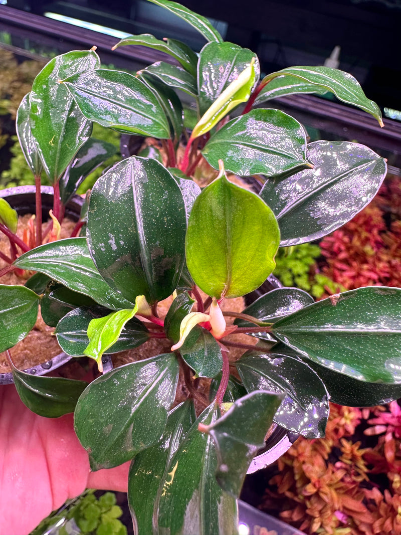 Bucephalandra Deep Blue