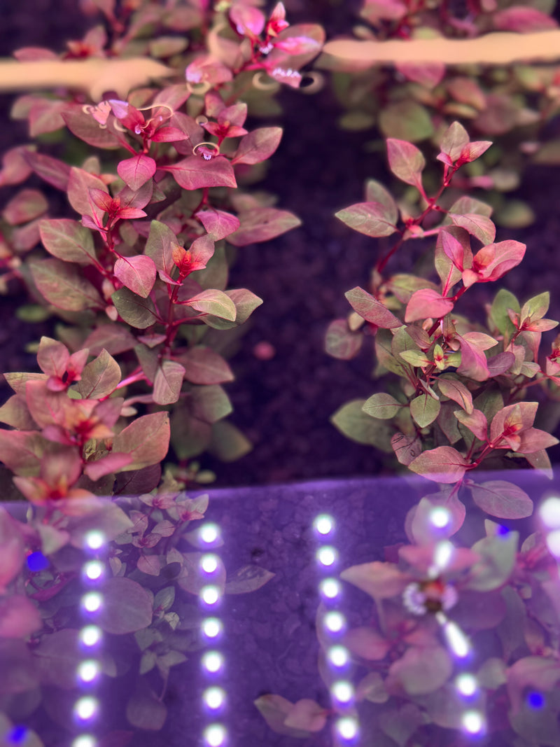 Ludwigia Sp. 'Super Red Mini'