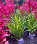 AquaticMotiv® Value bundle - 12 plants - [AquaticMotiv]