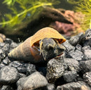 2 Black Panther Snails (Sulcospira testudinaria) - [AquaticMotiv]