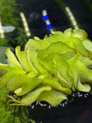 Salvinia Natans - [AquaticMotiv]