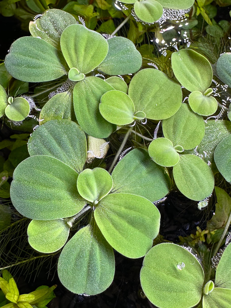 Water Lettuce Rosette (Pistia Sp.)