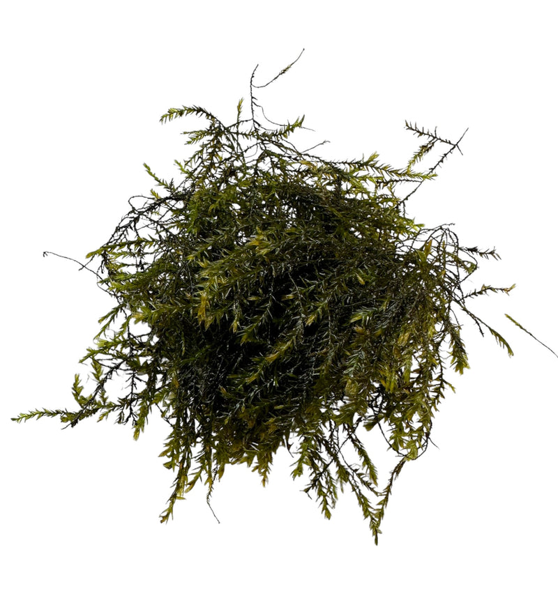 Willow Moss (Fontinalis Antipyretica) Portion