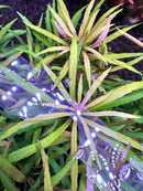 Eustralis Stellata - [AquaticMotiv]