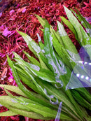 Java Fern Narrow-Leaf (Microsorum pteropus 'Narrow') - [AquaticMotiv]