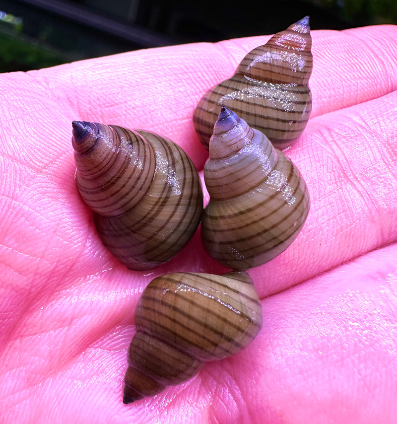 3 Striped Wizard Trapdoor Snails (Filopaludina Sumatrensis Polygramma) *RARE* - [AquaticMotiv]