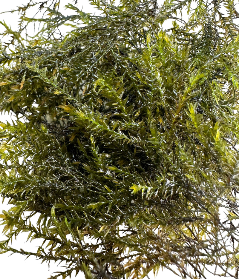 Willow Moss (Fontinalis Antipyretica) Portion