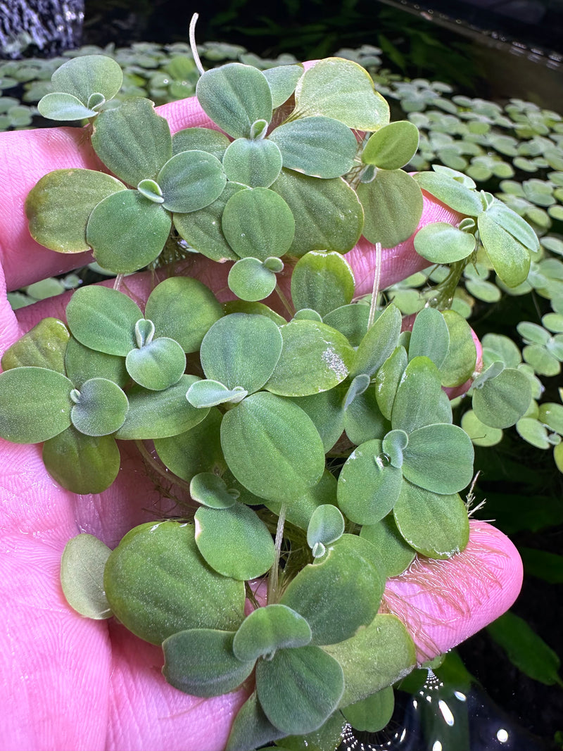 Water Lettuce Portion (Pistia Sp.) - Young Plants