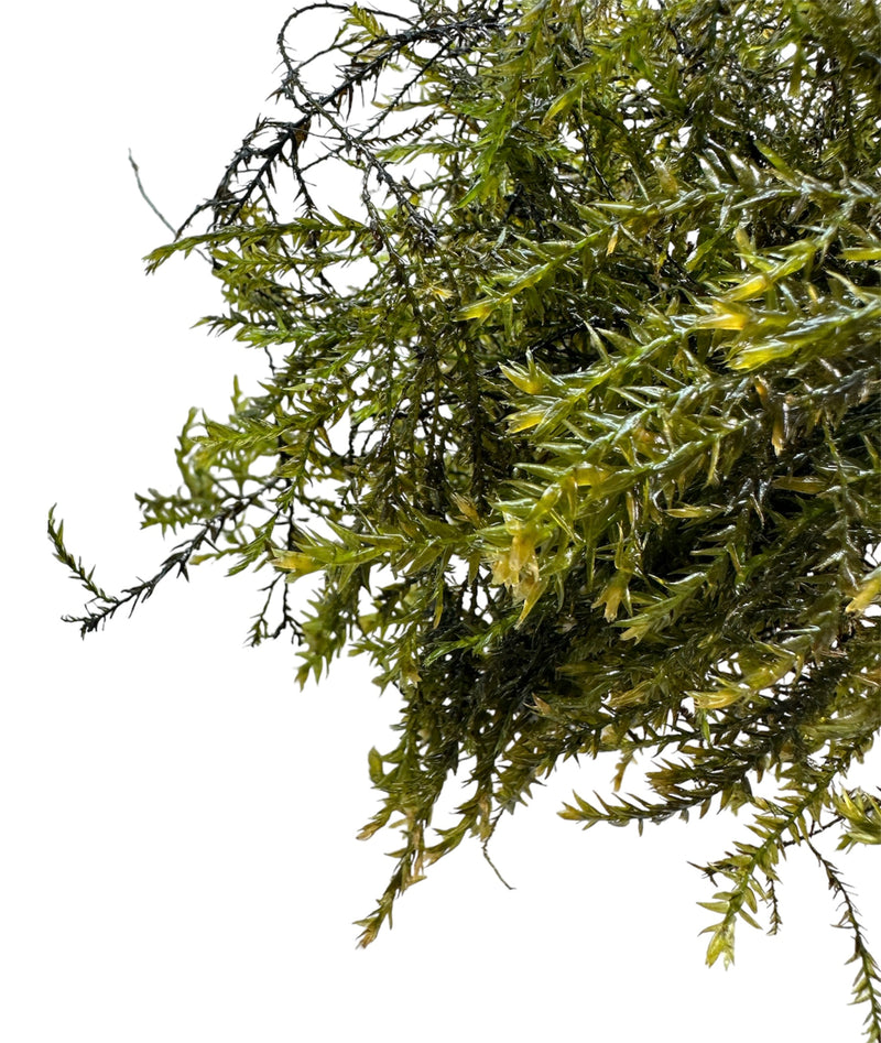 Willow Moss (Fontinalis Antipyretica) Portion