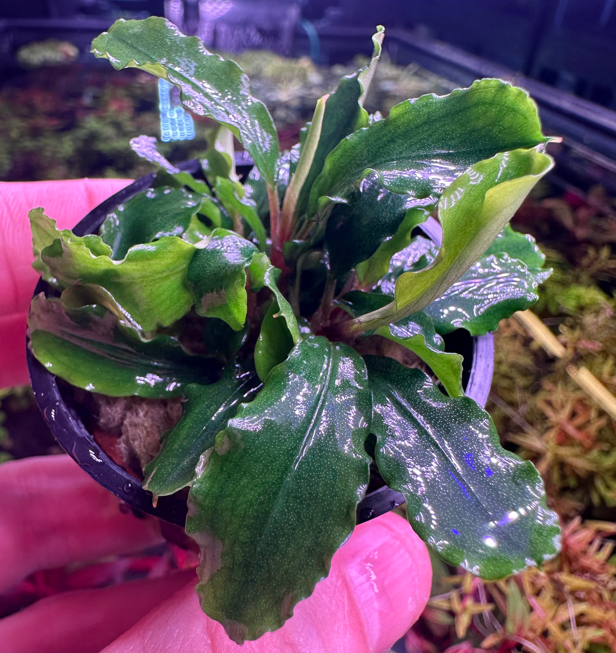 R*R様 Bucephalandra sp Green wavy variega Bucephalandra Green Wavy Aquarium Plant — Buce Plant