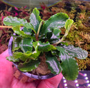 Bucephalandra Green Wavy - [AquaticMotiv]