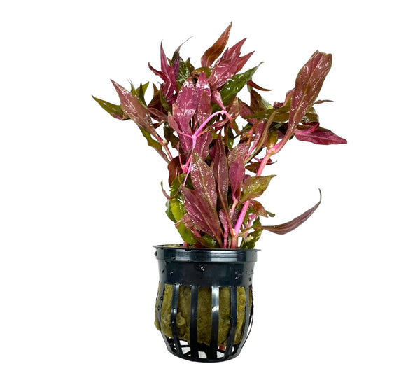 Alternanthera Reineckii Pot