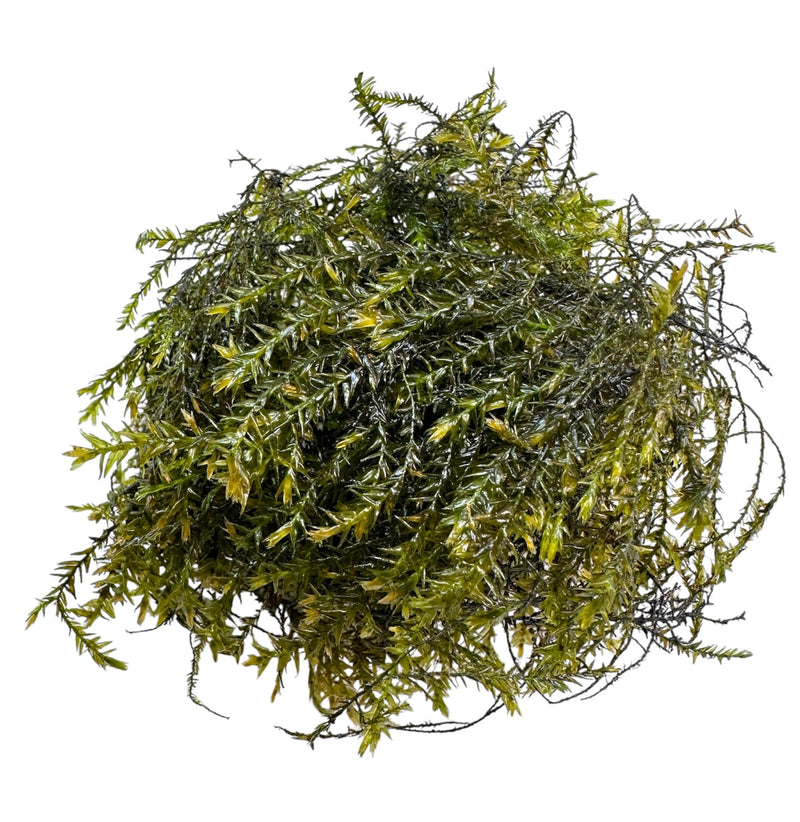 Willow Moss (Fontinalis Antipyretica) Portion