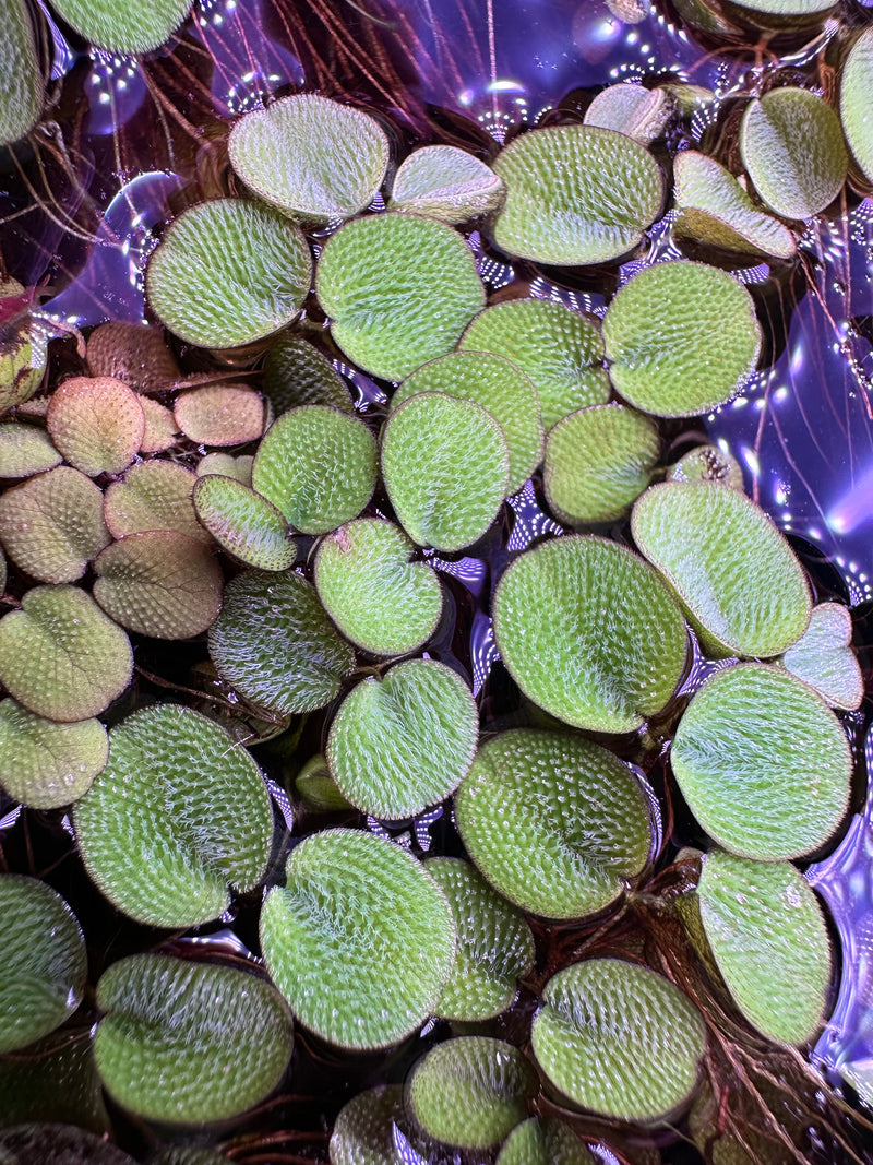 Salvinia Minima