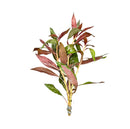 Ludwigia Peruensis - [AquaticMotiv]