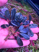 Bucephalandra Dark Angel - [AquaticMotiv]