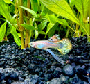 Phoenix Guppy (Pair) - [AquaticMotiv]