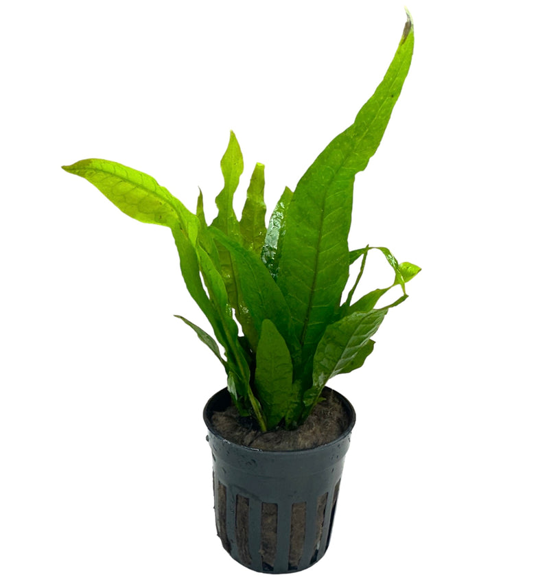 Java Fern (Microsorum pteropus) Pot