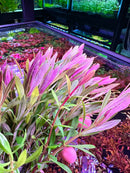 Limnophila Hippuridoides - [AquaticMotiv]