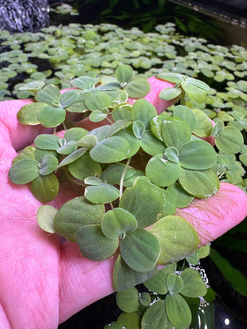 Water Lettuce Portion (Pistia Sp.) - Young Plants