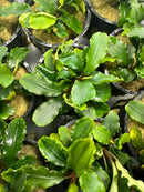 Bucephalandra Green Wavy - [AquaticMotiv]