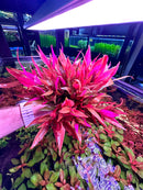 Alternanthera Reineckii Lilacina - [AquaticMotiv]