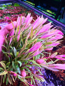 Limnophila Hippuridoides - [AquaticMotiv]