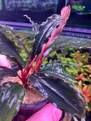 Bucephalandra Theia - [AquaticMotiv]