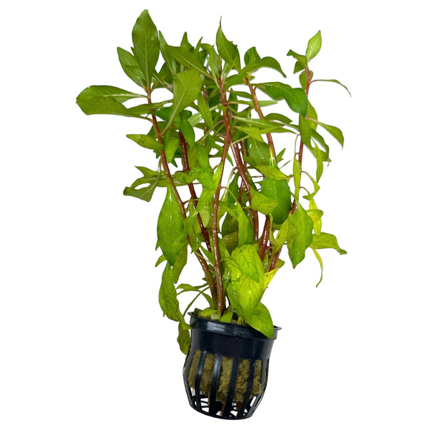 Ludwigia Inclinata Cuba Pot